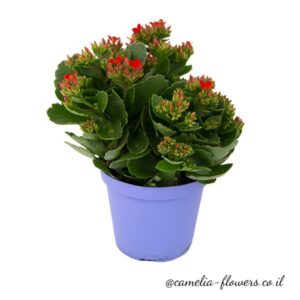 קלנכואה בעציץ, פרחי קאמליה